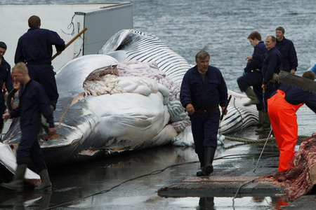Fin whale season kicks off