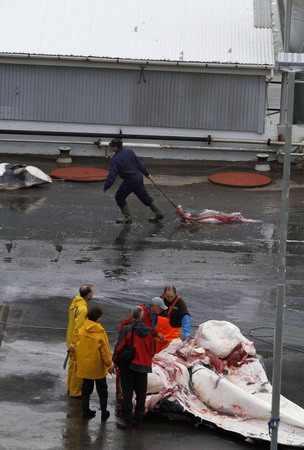 Fin whale season kicks off