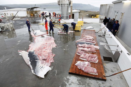 Fin whale season kicks off