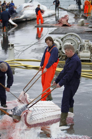 Fin whale season kicks off