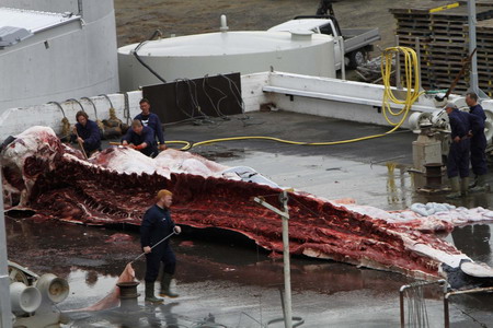 Fin whale season kicks off