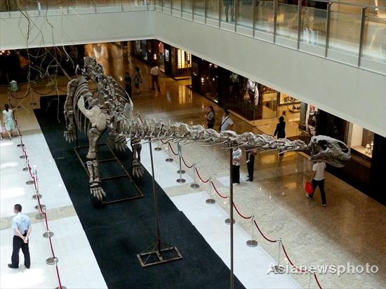 Asia's longest dinosaur fossil on display