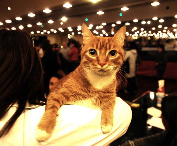 Compete for 'Beauty Cat'
