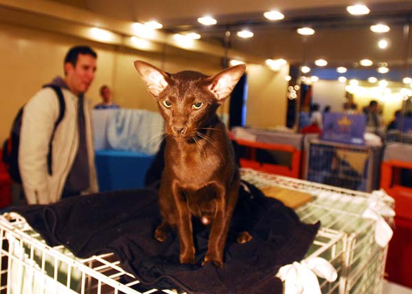 Compete for 'Beauty Cat'