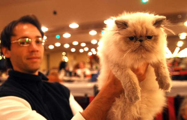 Compete for 'Beauty Cat'