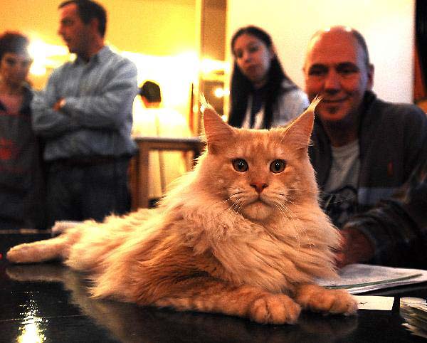 Compete for 'Beauty Cat'