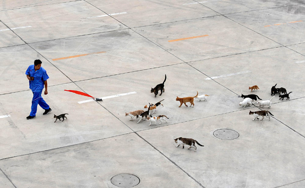 'Feline captain' and his 100 cats