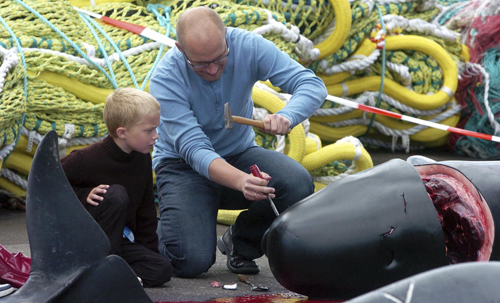 Whale hunting in Denmark