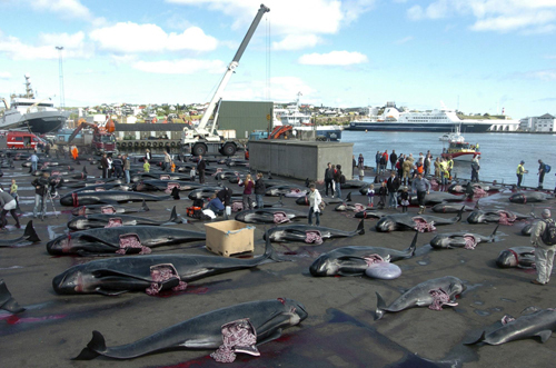 Whale hunting in Denmark