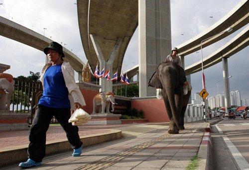 No begging...even for elephants