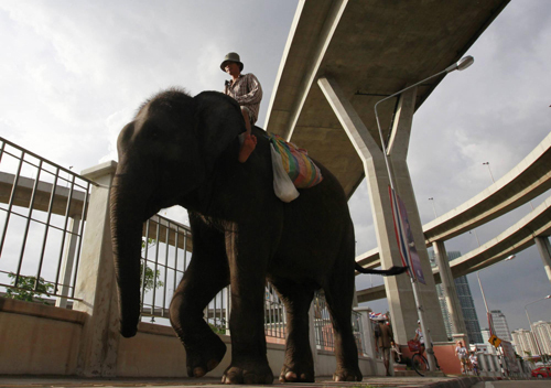 No begging...even for elephants