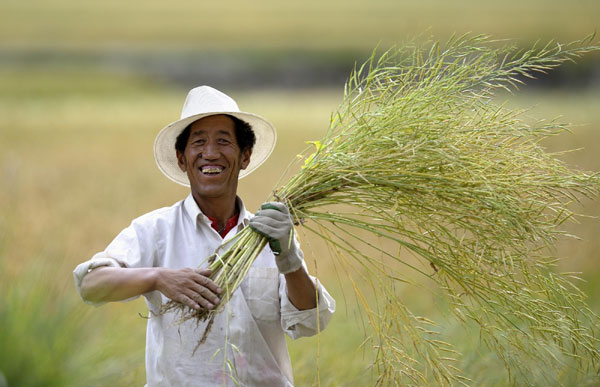 Tibet embraces harvest season