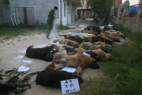 29 police dogs poisoned to death in S.China