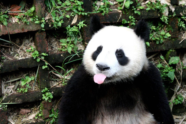 Pandas get a taste of the sweltering summer