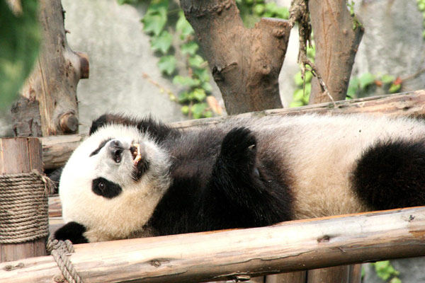 Pandas get a taste of the sweltering summer