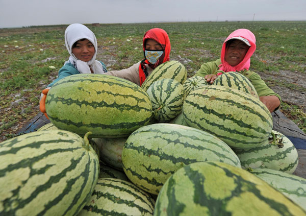 Watermelons thrive on gravel in NW China