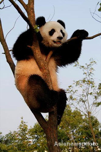 Pandas have fun in prolonged summer heat
