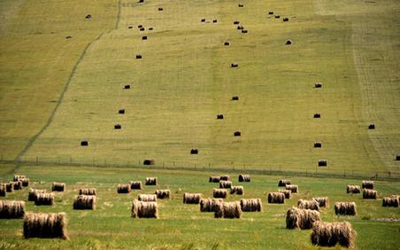 Herdsmen forage grass in Inner Mongolia