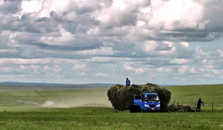 Herdsmen forage grass in Inner Mongolia