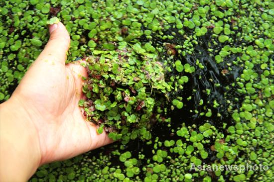 Massive duckweeds on Wuhan’s East Lake