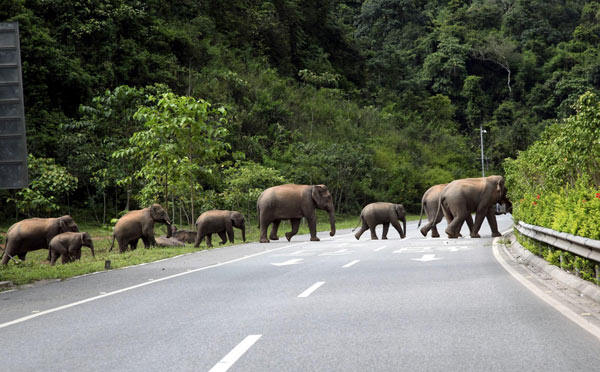 Wild elephants cross the road