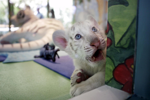 White-stripped tigher cubs meet the public