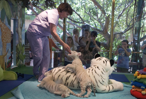 White-stripped tigher cubs meet the public