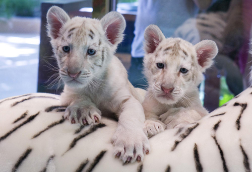 White-stripped tigher cubs meet the public