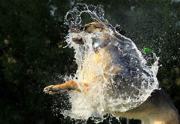 German shepherd dog bites a water balloon