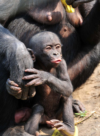 Wild chimpanzees find home in Congo shelter