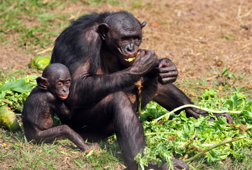 Wild chimpanzees find home in Congo shelter