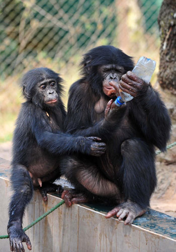 Wild chimpanzees find home in Congo shelter