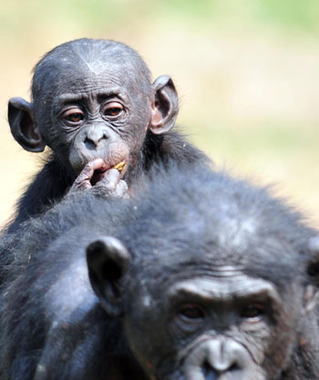 Wild chimpanzees find home in Congo shelter