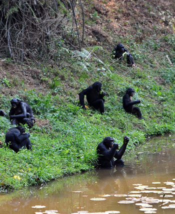 Wild chimpanzees find home in Congo shelter
