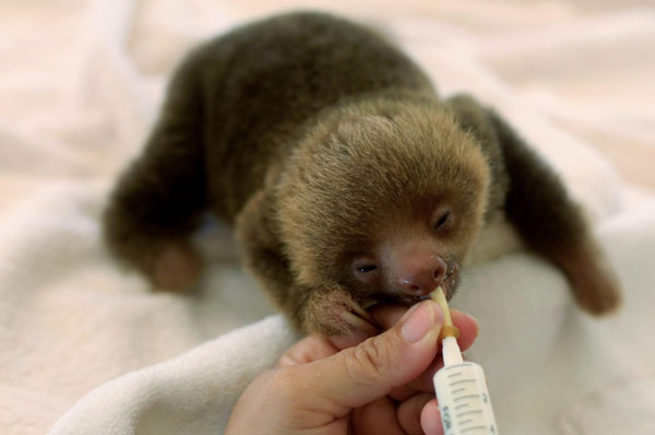 Sloth sanctuary in Costa Rica