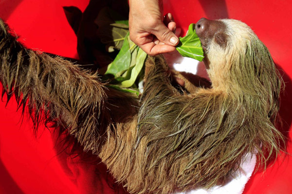 Sloth sanctuary in Costa Rica