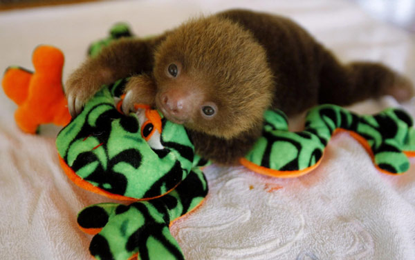 Sloth sanctuary in Costa Rica