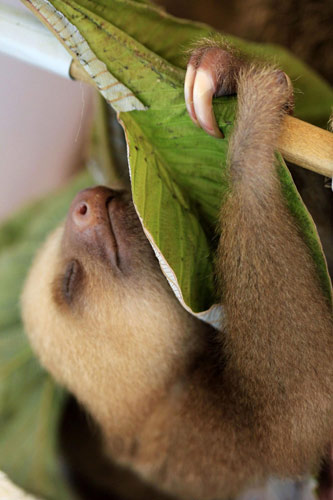 Sloth sanctuary in Costa Rica