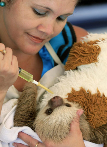 Sloth sanctuary in Costa Rica