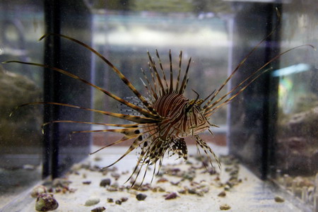 Deadly colorful, lionfish invading Venezuela
