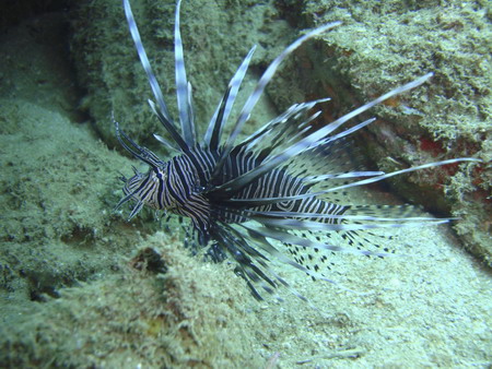 Deadly colorful, lionfish invading Venezuela