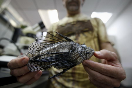 Deadly colorful, lionfish invading Venezuela