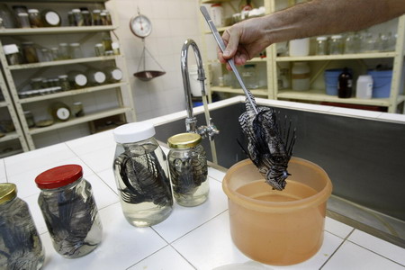 Deadly colorful, lionfish invading Venezuela