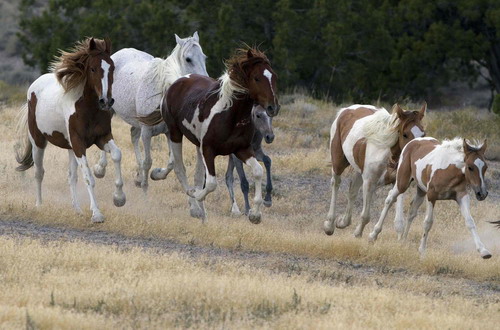 Pilot a helicopter to herd horses