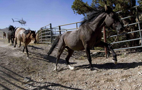 Pilot a helicopter to herd horses