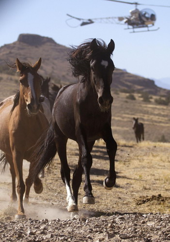 Pilot a helicopter to herd horses