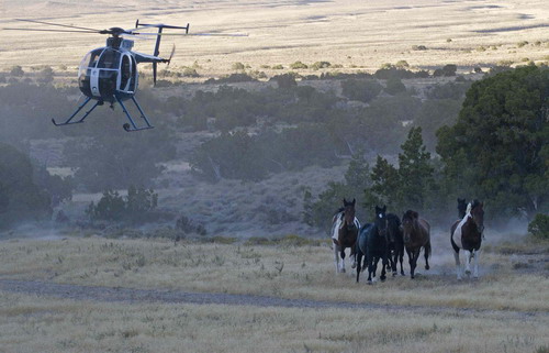 Pilot a helicopter to herd horses