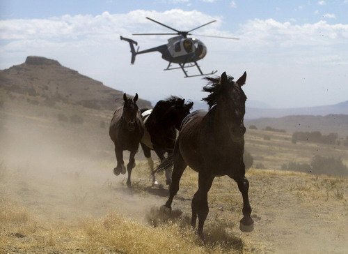 Pilot a helicopter to herd horses