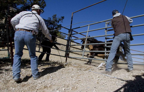 Pilot a helicopter to herd horses