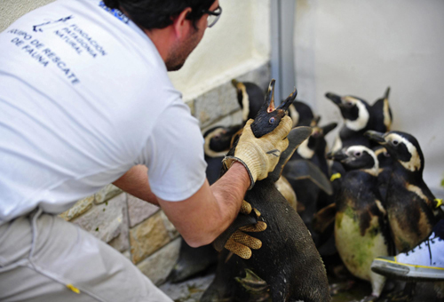 Penguins covered with oil wait to be cleaned